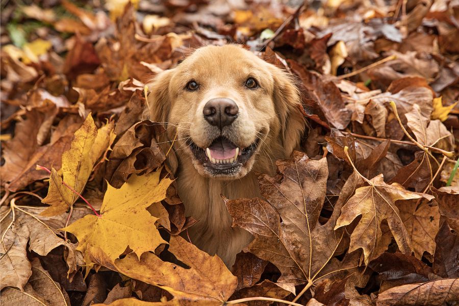 Fall Fun for Fur Babies