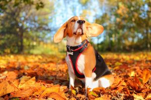 fall safety